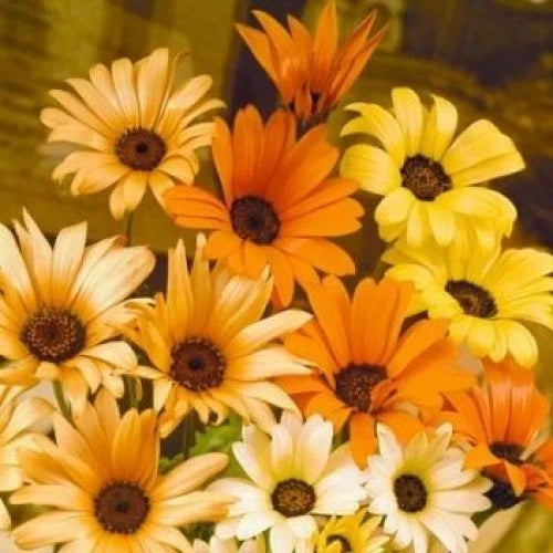 African Daisy Seeds Pack of 195 - Bright Orange and Yellow Blooms - Osteospermum spp. for Sunny Gardens