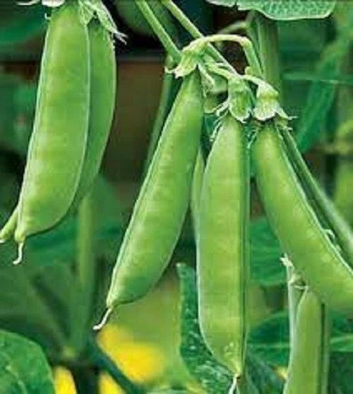 Organic Sugar Snap Peas Seeds - Heirloom Pisum sativum var. macrocarpon, Climbing Vine, Non-GMO, Full Sun, Pack of 50