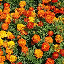 Marigold Seeds for Planting, 1,200 Count, Multi-Colored Flowers, Tagetes spp.