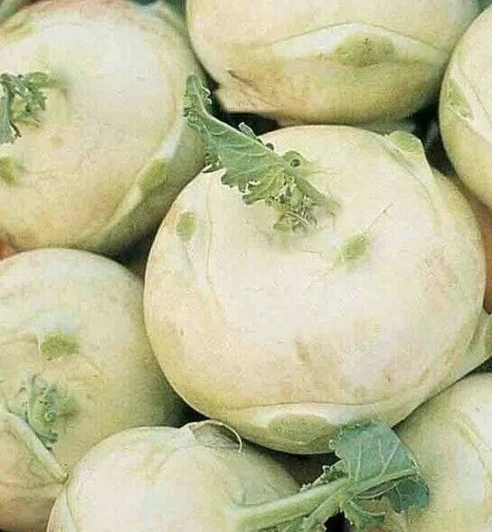 Kohlrabi Seeds - White Vienna, Brassica oleracea, 300+ Premium Vegetable Seeds for Home Garden, Edible Bulb, Easy to Grow