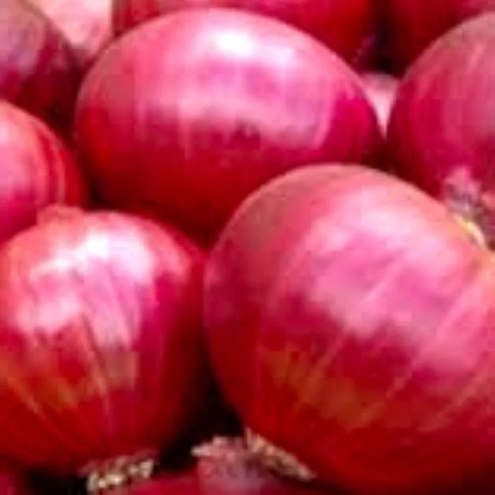 Red Creole Onion Seeds | Non-GMO Heirloom Garden Seeds | Allium cepa | Medium-sized Red Onions for Cooking