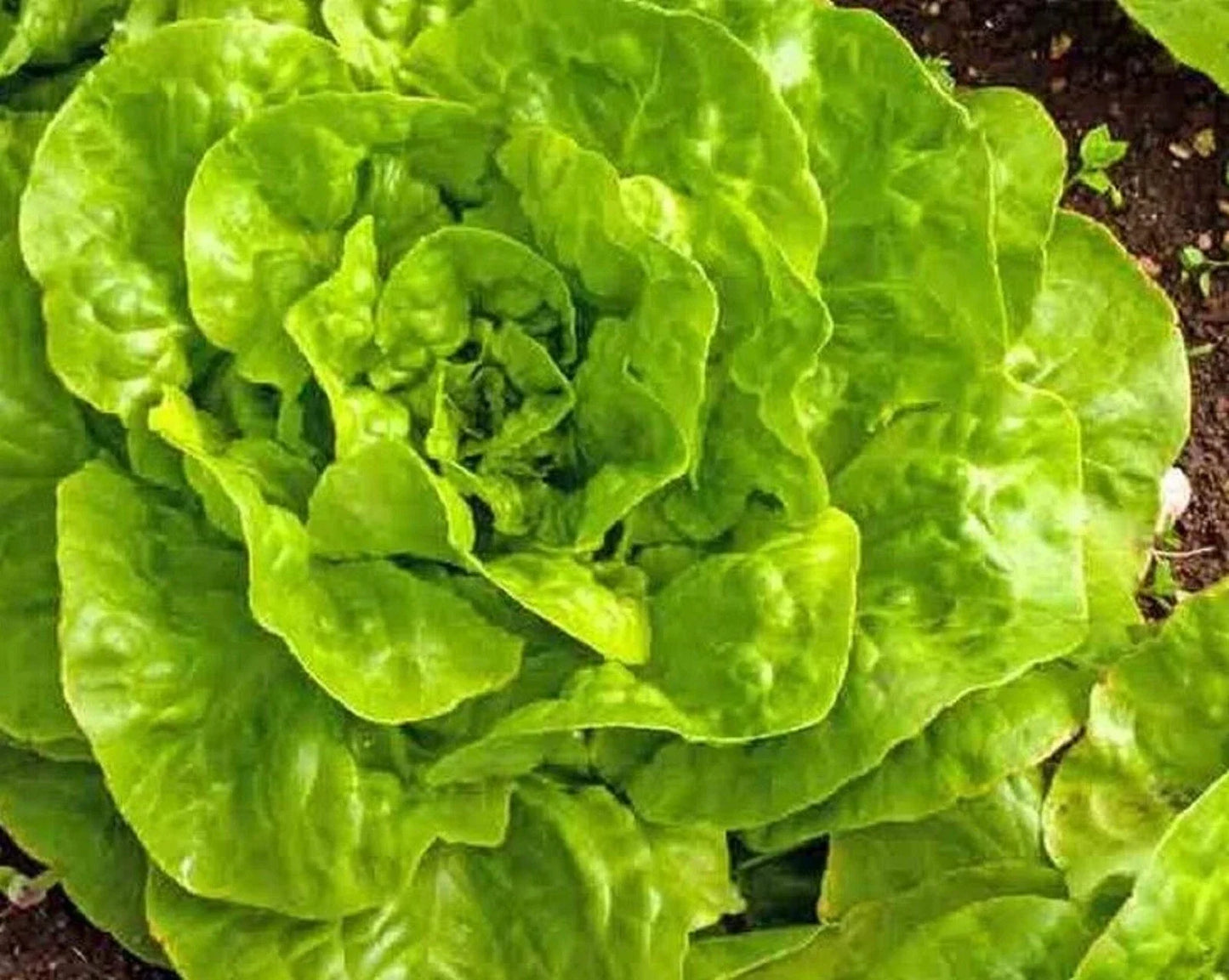 Buttercrunch Lettuce Seeds 500+ Non-GMO Heirloom Seeds for Home Gardening, Vegetable Gardens, Lactuca sativa