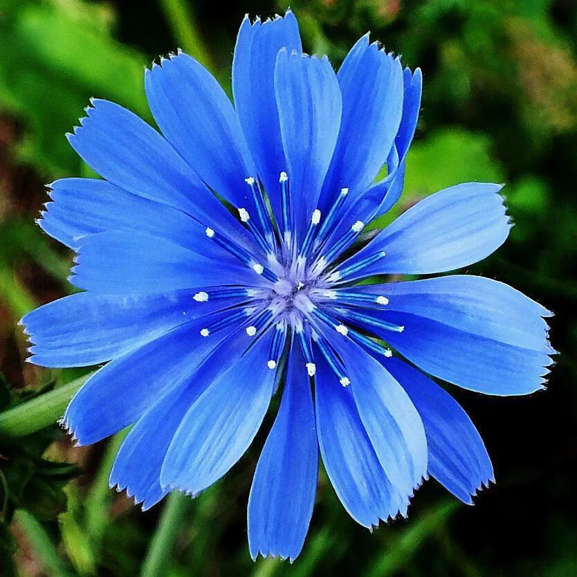 Chicory Seeds Non-GMO Cichorium intybus Heirloom Varieties for Culinary & Foliage Gardens