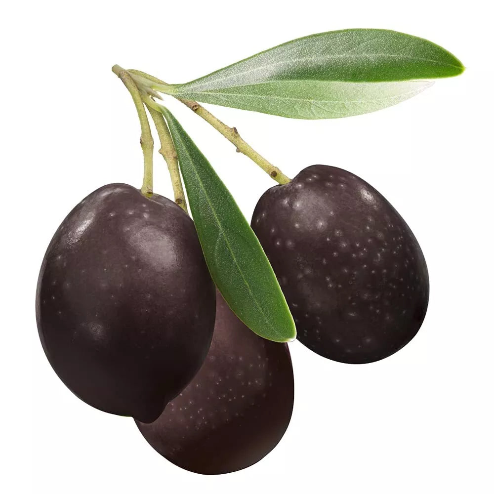 Olive Tree Seeds for Planting | 10 Olea europaea Seeds | Mediterranean Variety