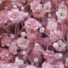 Pink Baby's Breath Seeds | Non-GMO | Gypsophila elegans | Bulk Pack