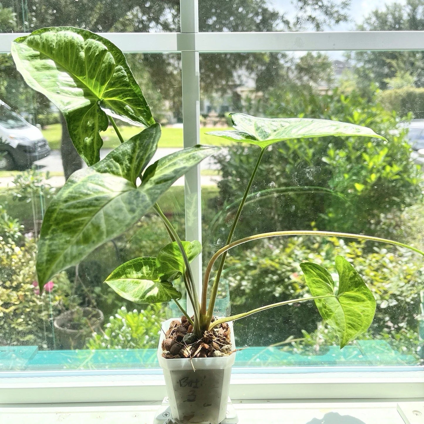 Syngonium Plant #3 - Batik Variety - Potted Rooted - Indoor Houseplant - Syngonium podophyllum