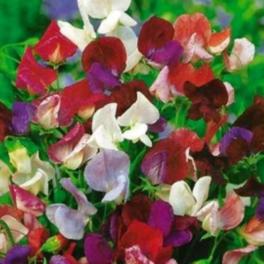 Sweet Pea Seeds - Old Spice Mix, Colorful Fragrant Blooms, Lathyrus odoratus, Heirloom Non-GMO Seeds for Garden Climbing Vines