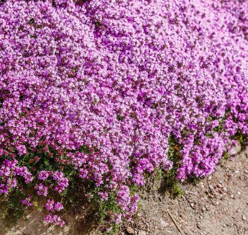 Creeping Thyme Seeds 1000 Count, Purple Perennial Groundcover, Thymus Serpyllum, Drought-Resistant, Low-Maintenance, Pollinator-Friendly