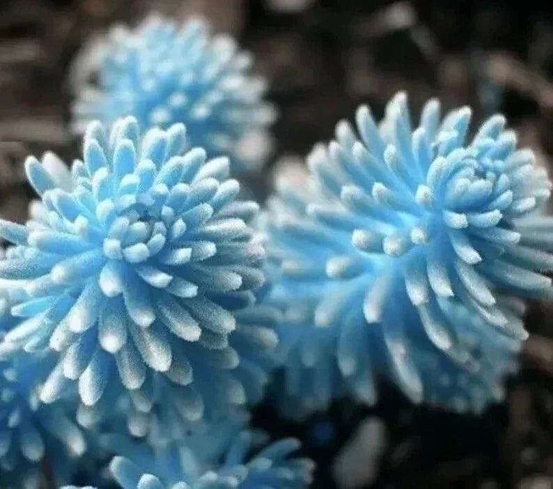 Rare Lithop Seeds Pack of 100 - Unique Succulent Living Stones for Cactus Garden