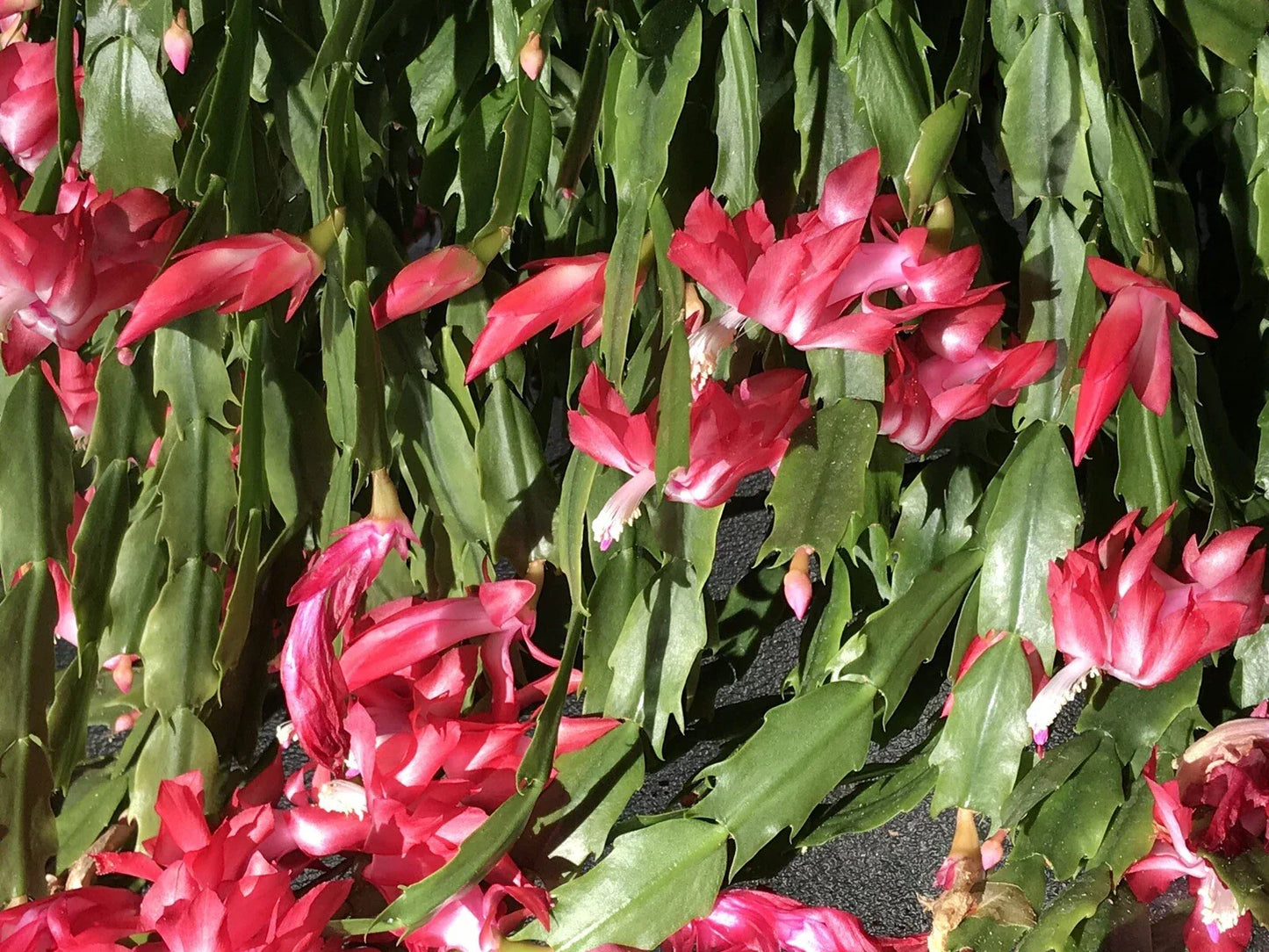 Christmas Cactus Cuttings 6 Pack, Schlumbergera Buckleyi, Indoor Plant Propagation, Holiday Blooming Succulent