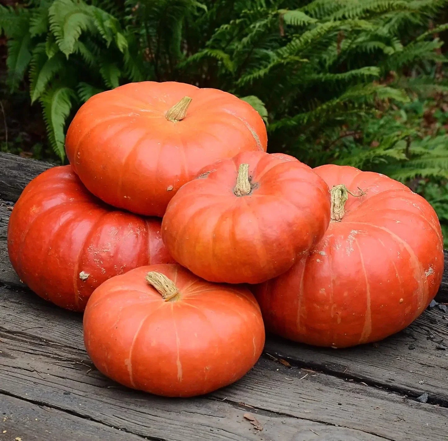 Cinderella Pumpkin Seeds - Organic Non-GMO Heirloom Cucurbita maxima - 10 Fresh Seeds for Gardening & Fall Decor