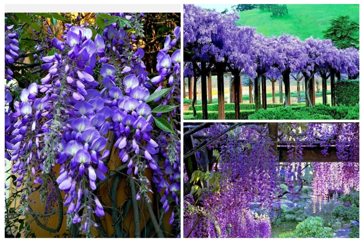 Wisteria Seeds Pack 20+ | Fast Growing Flower Vine | Hardy Wisteria sinensis for Garden, Trellis & Bonsai