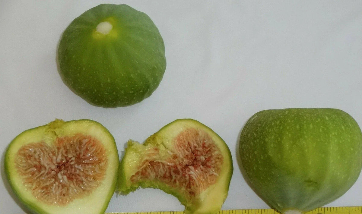 Green Ischia Fig Tree Cuttings – 3 Healthy Ficus carica 'Green Ischia' for Zones 7-10, Fruitful, Easy to Propagate
