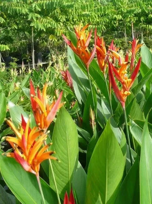 Heliconia Rhizomes - 2 Yellow Orange Tropical Blooms - Heliconia rostrata - Exotic Garden Plant