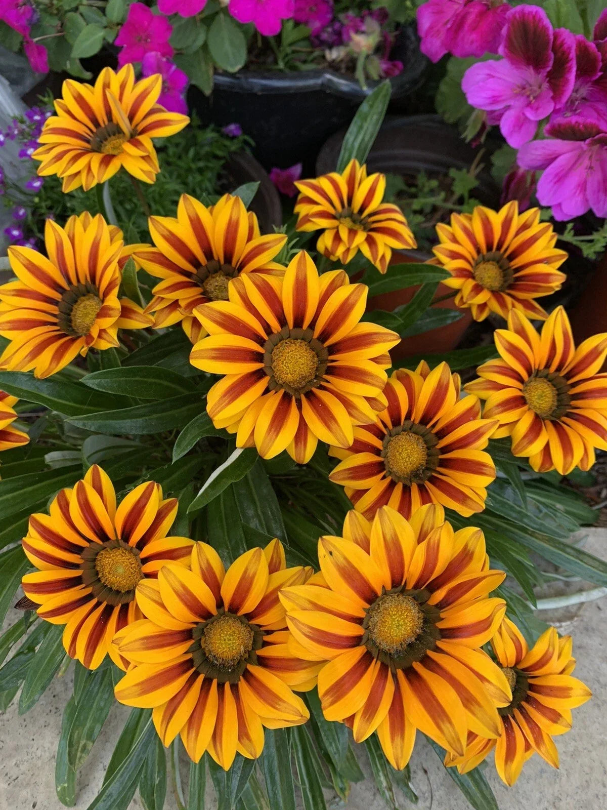 Gazania Rigens Plant in 3-Inch Pot with Yellow and Red Flowers, Drought-Tolerant, Full Sun, Compact Growth