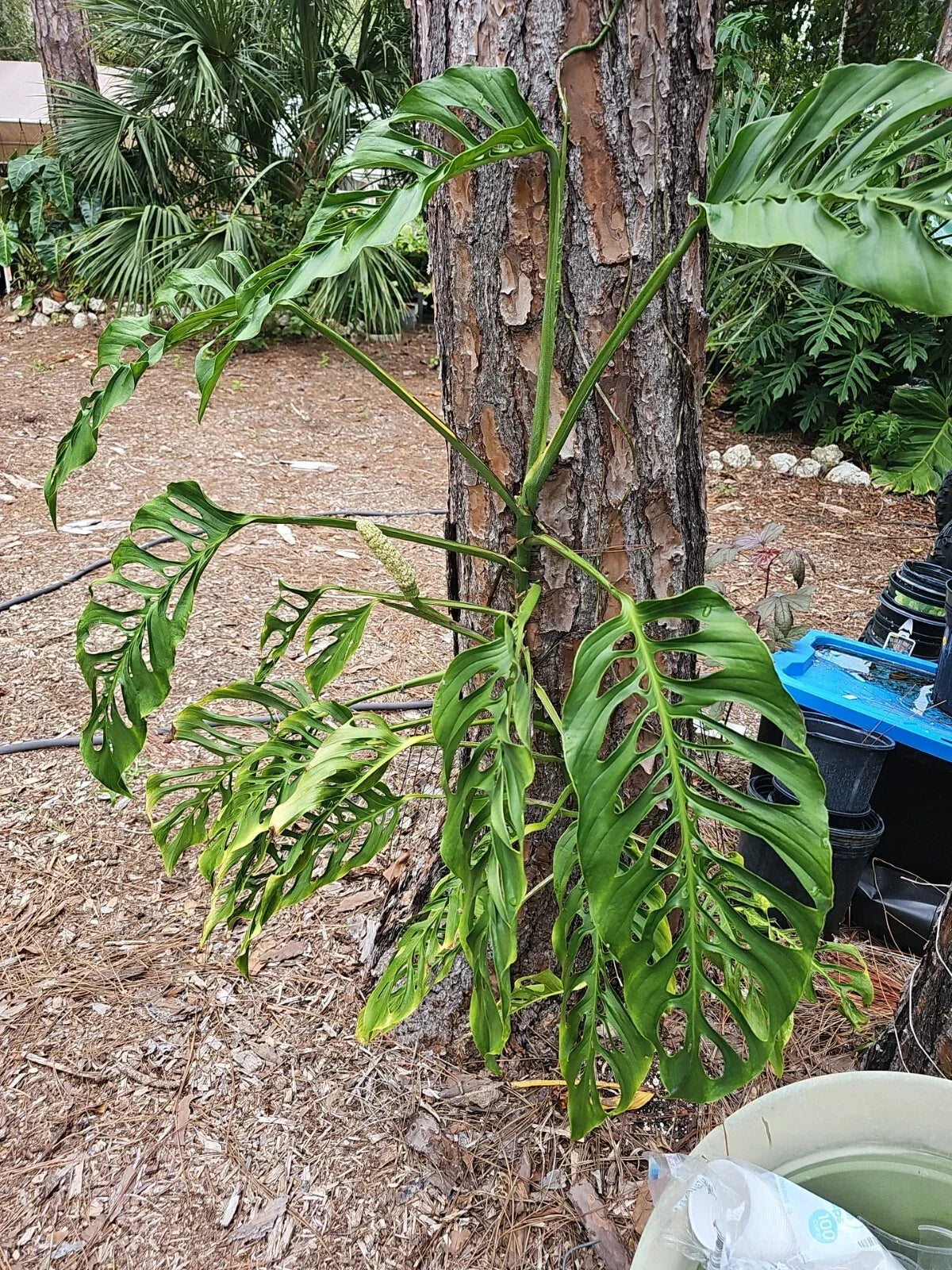 Monstera Adansonii Cuttings 3 Node Unrooted Swiss Cheese Plant Propagation Material
