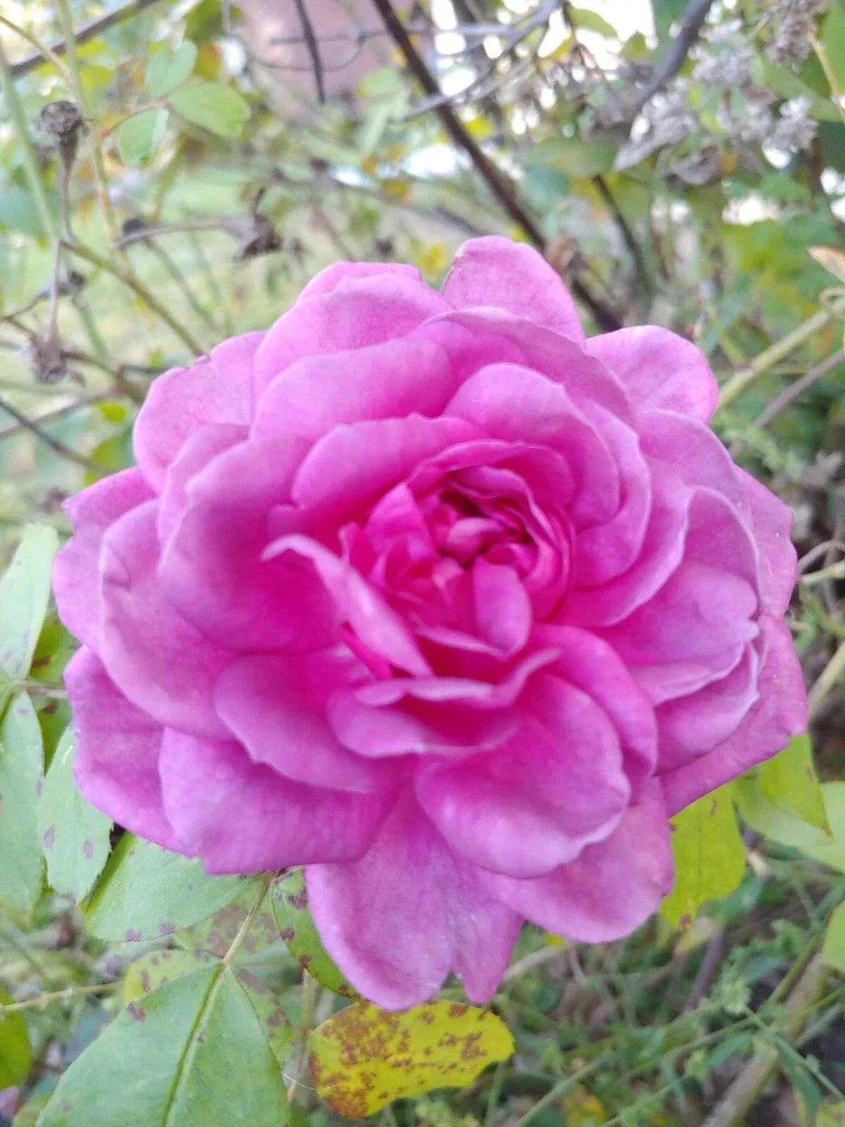 Rose Cuttings 4-6" Lavender Crush Edible Jelly & Drink Rose spp.