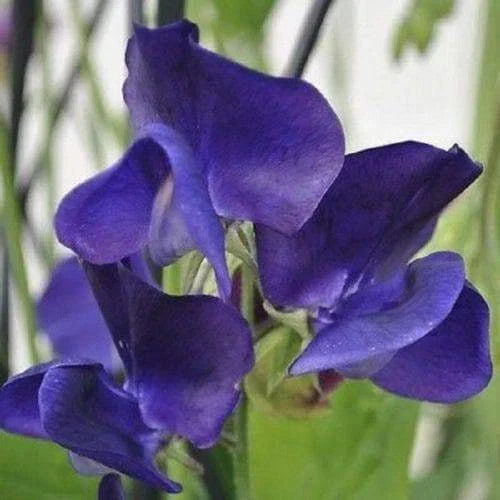 Royal Navy Blue Sweet Pea Seeds | Climbing Vine, Blue/Purple Flowers, Lathyrus odoratus, Garden Seeds