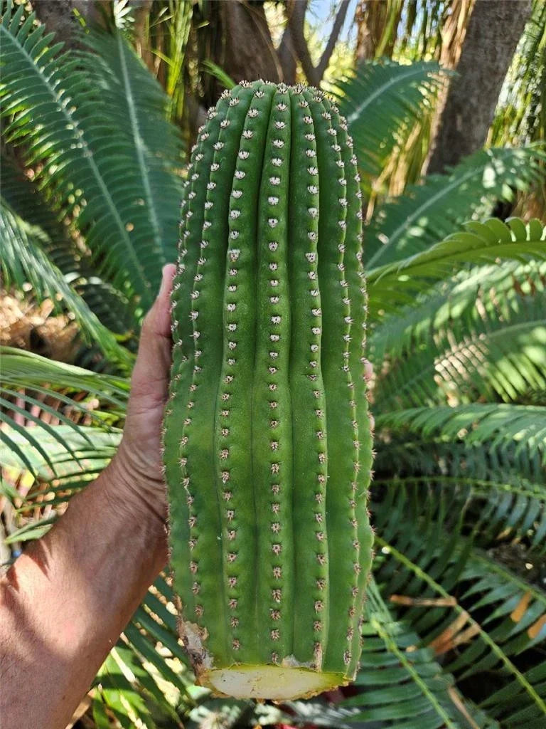 Echinopsis Hybrid Riverside Unrooted Cactus Cutting – Large 12x4 Inch Succulent for Propagation, Indoor & Outdoor Plant
