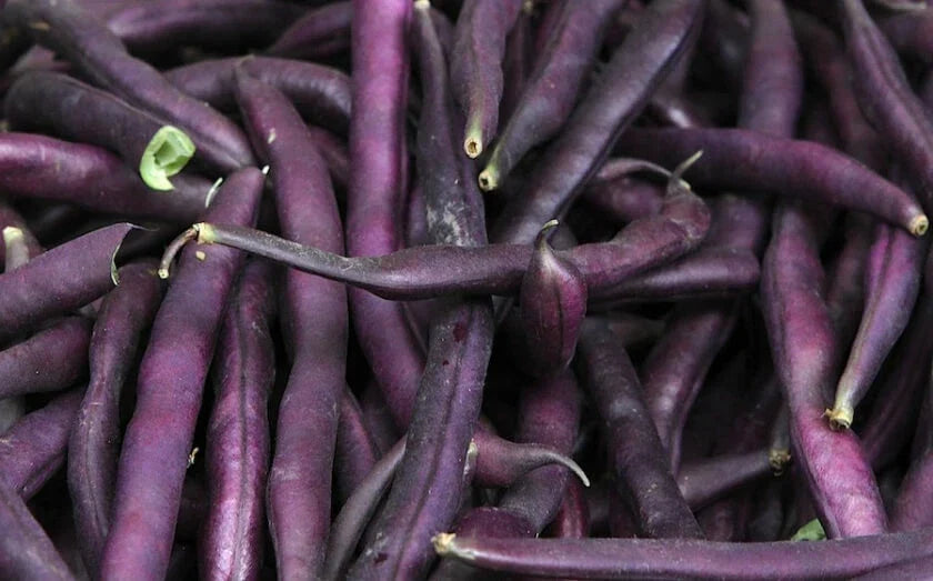 Royal Burgundy Bean Seeds 50 Ct Heirloom Purple Bush Vegetable Phaseolus vulgaris, Organic, Full Sun, Easy to Grow