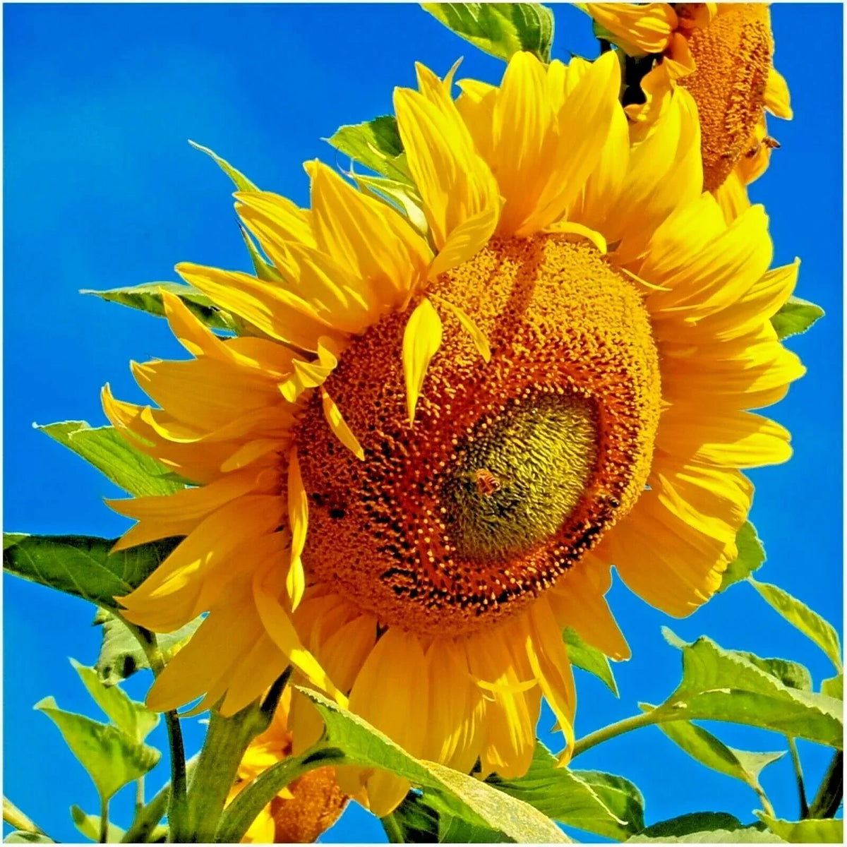MAMMOTH Grey Stripe Sunflower Seeds - 50+ Organic Giant Native Wildflower Helianthus annuus