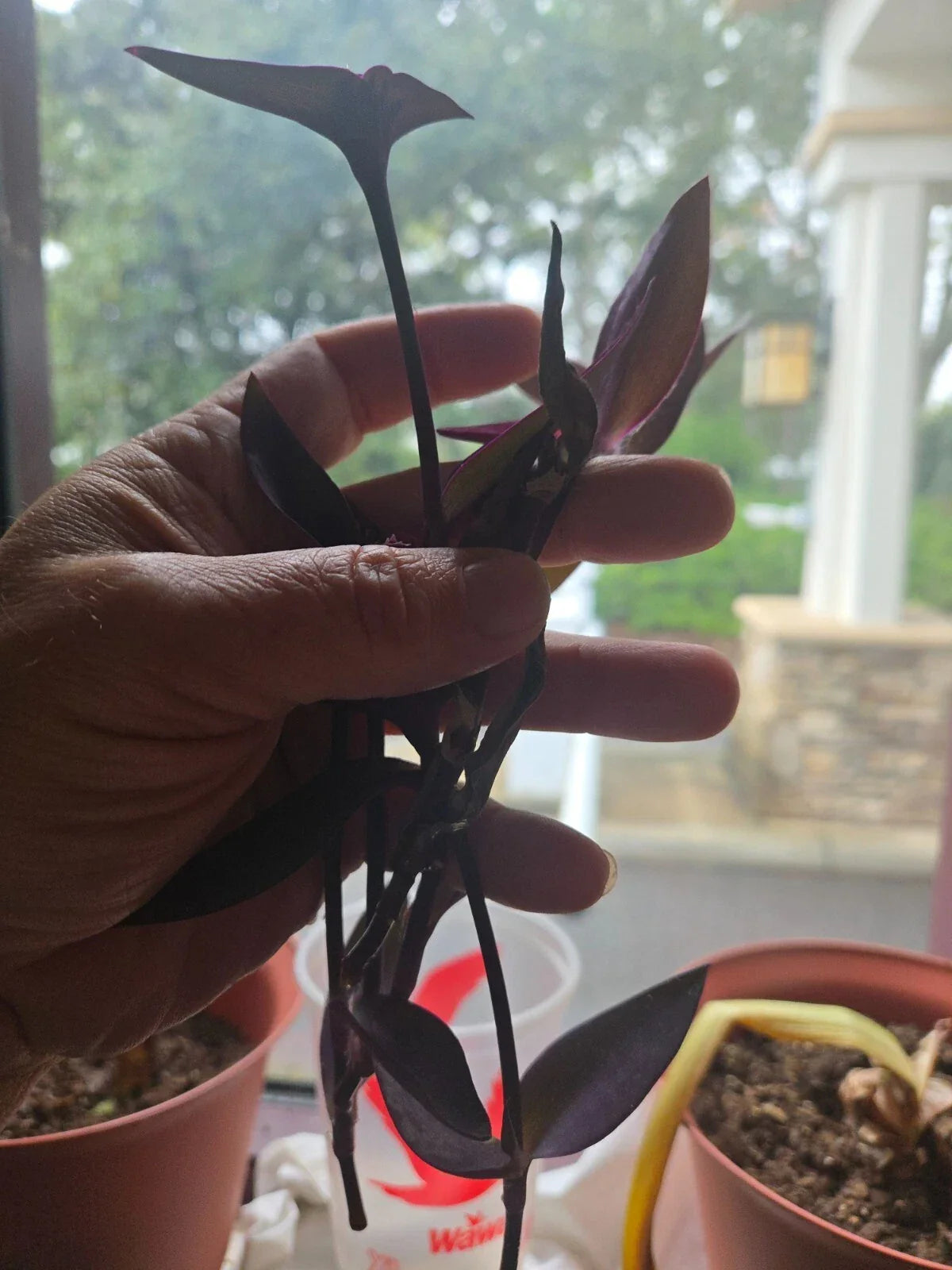 Purple Heart Wandering Jew Cuttings - Live Tradescantia pallida purpurea Propagation Plant for Indoor & Outdoor Gardens