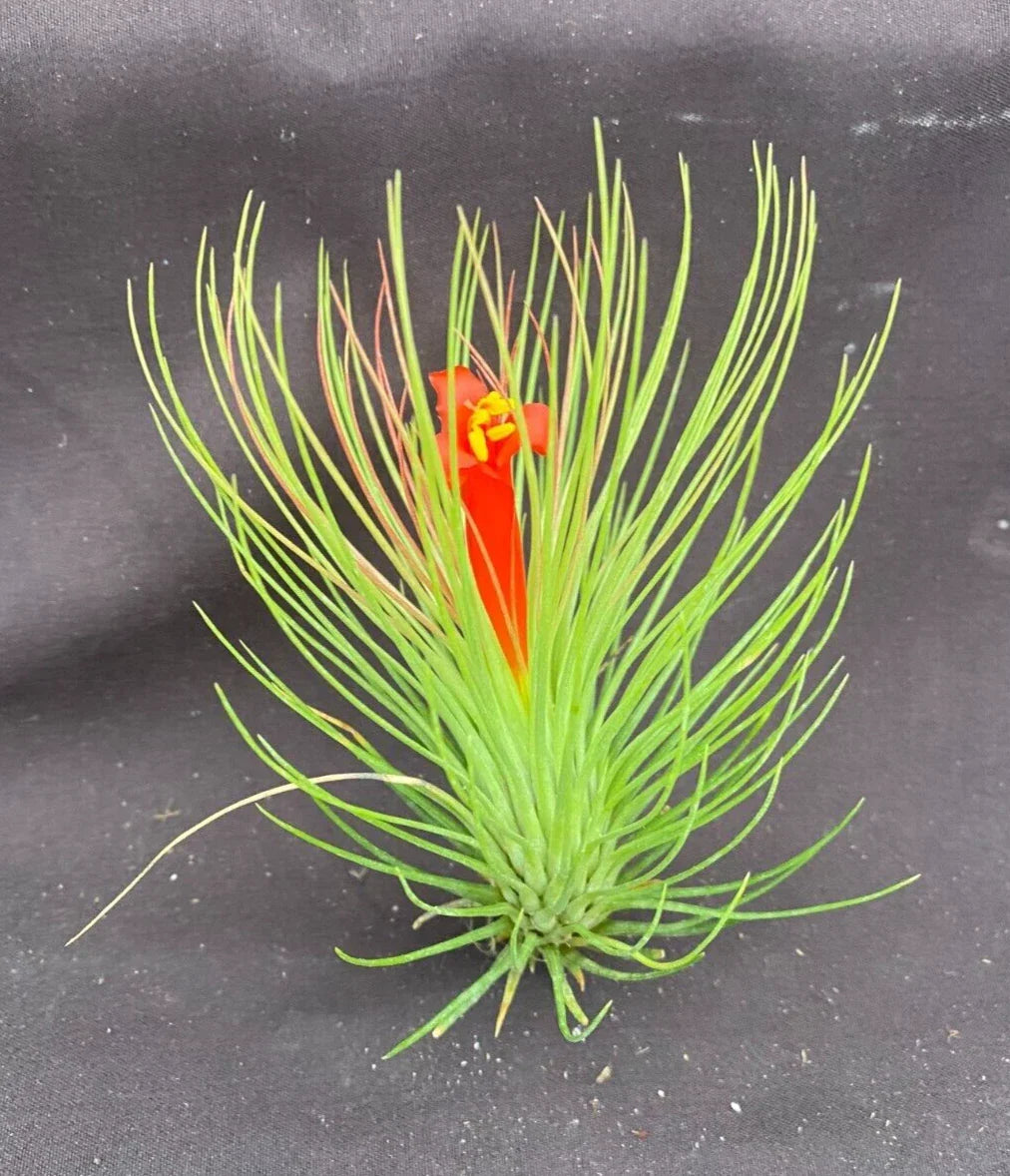 Tillandsia andreana Air Plant - Shaving Brush Variety, Bright Orange Blooms, Easy Care, 3-Inch Live Plant