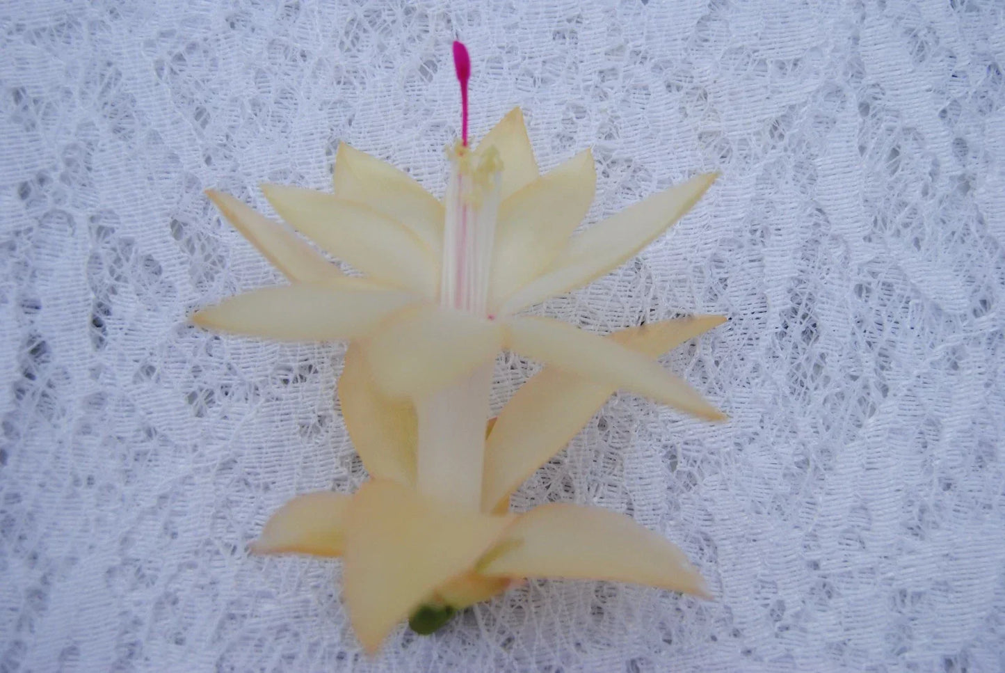 Christmas Cactus Starter Plant - Comet - Schlumbergera Truncata - Healthy Well-Rooted Succulent