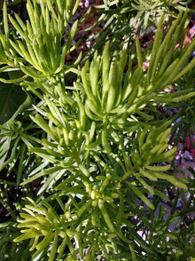 Cactus Cutting 4" - Succulent Variety - Ideal for Planting or Propagation - Perfect Indoor Decor - Unnamed Species