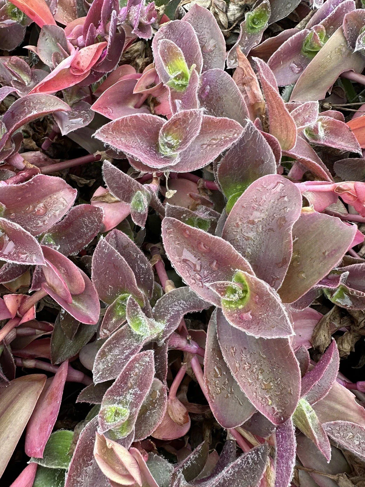Tradescantia zebrina Cuttings - 5 Unrooted Fuzzy Pale Puma Wandering Jew Plant Propagation