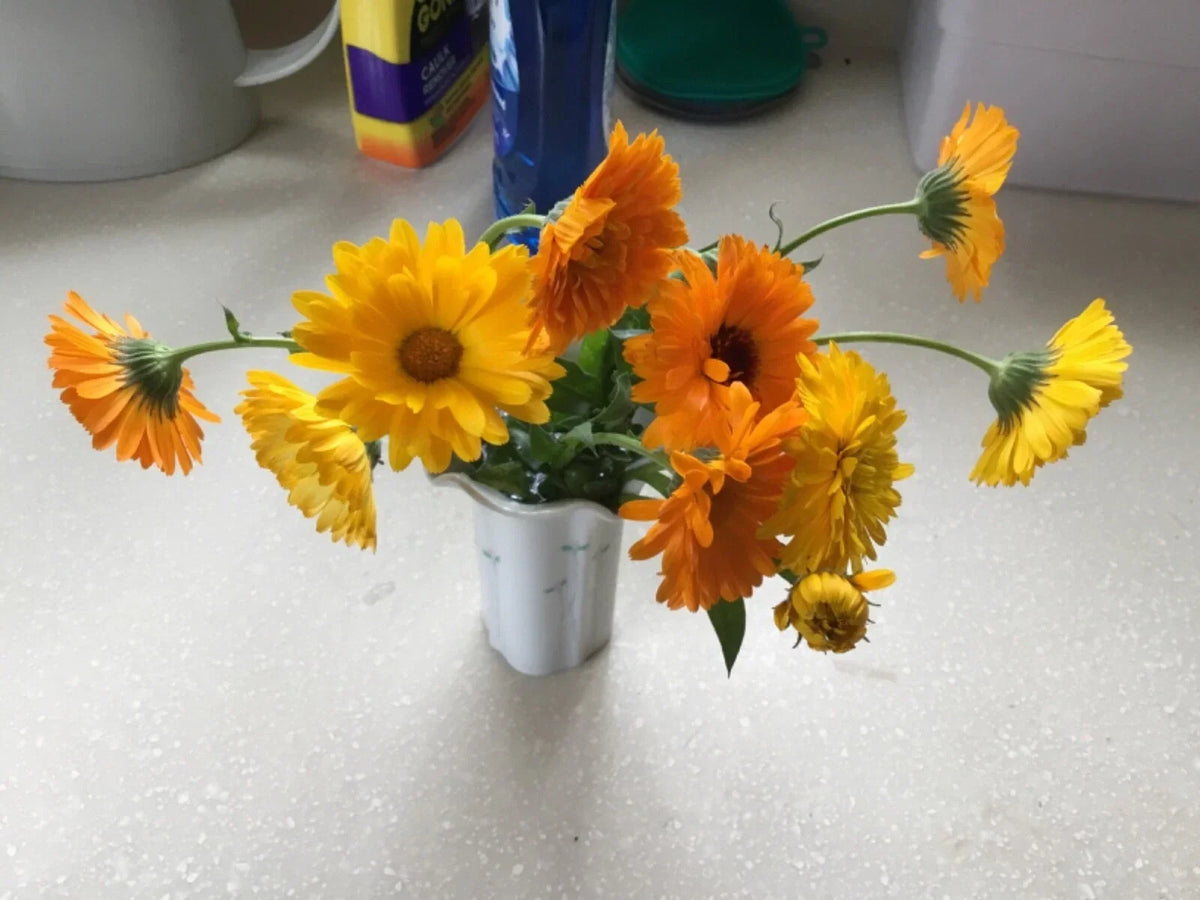 Calendula Seeds - Various Colors & Forms - Calendula officinalis - Bright, Cheerful Garden Flowers