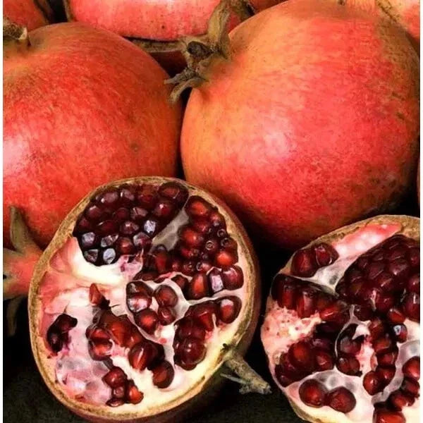 Punica Granatum Pomegranate Live Plant Cuttings – 6-Inch Fruit Tree for Outdoor Garden, Patio, Drought-Tolerant, Pollinator-Friendly