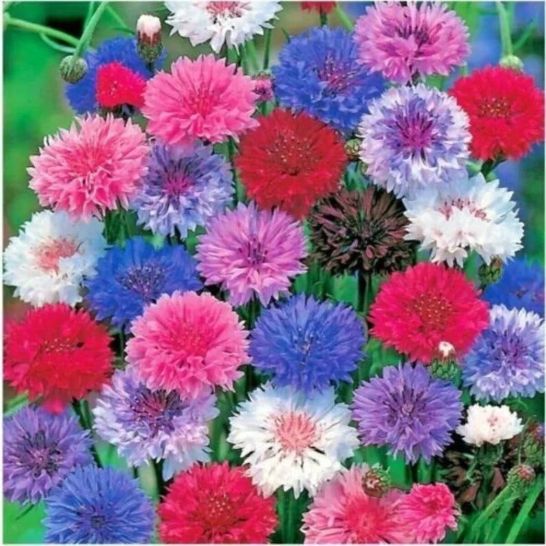 Organic Bachelor Button Seeds - Polka Dot Mix, Centaurea cyanus, 200 Pack, Full Sun, Wildflower, Cut Flower, USA Grown
