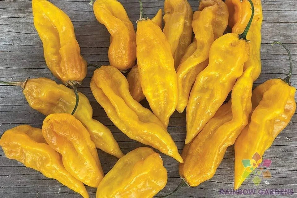Fatalii Hot Pepper Seeds - 25+ Count - Capsicum chinense - USA Grown