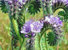 Lacy Phacelia Seeds | 1001+ Wildflower Pollinator Mix | Drought & Heat Resistant Cover Crop | Phacelia tanacetifolia