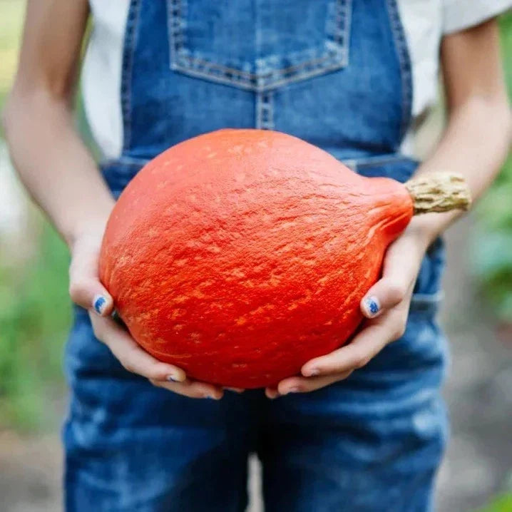 Baby Red Hubbard Squash Seeds - Organic Non-GMO Heirloom Orange Hokkaido Cucurbita maxima, 5/8 lbs