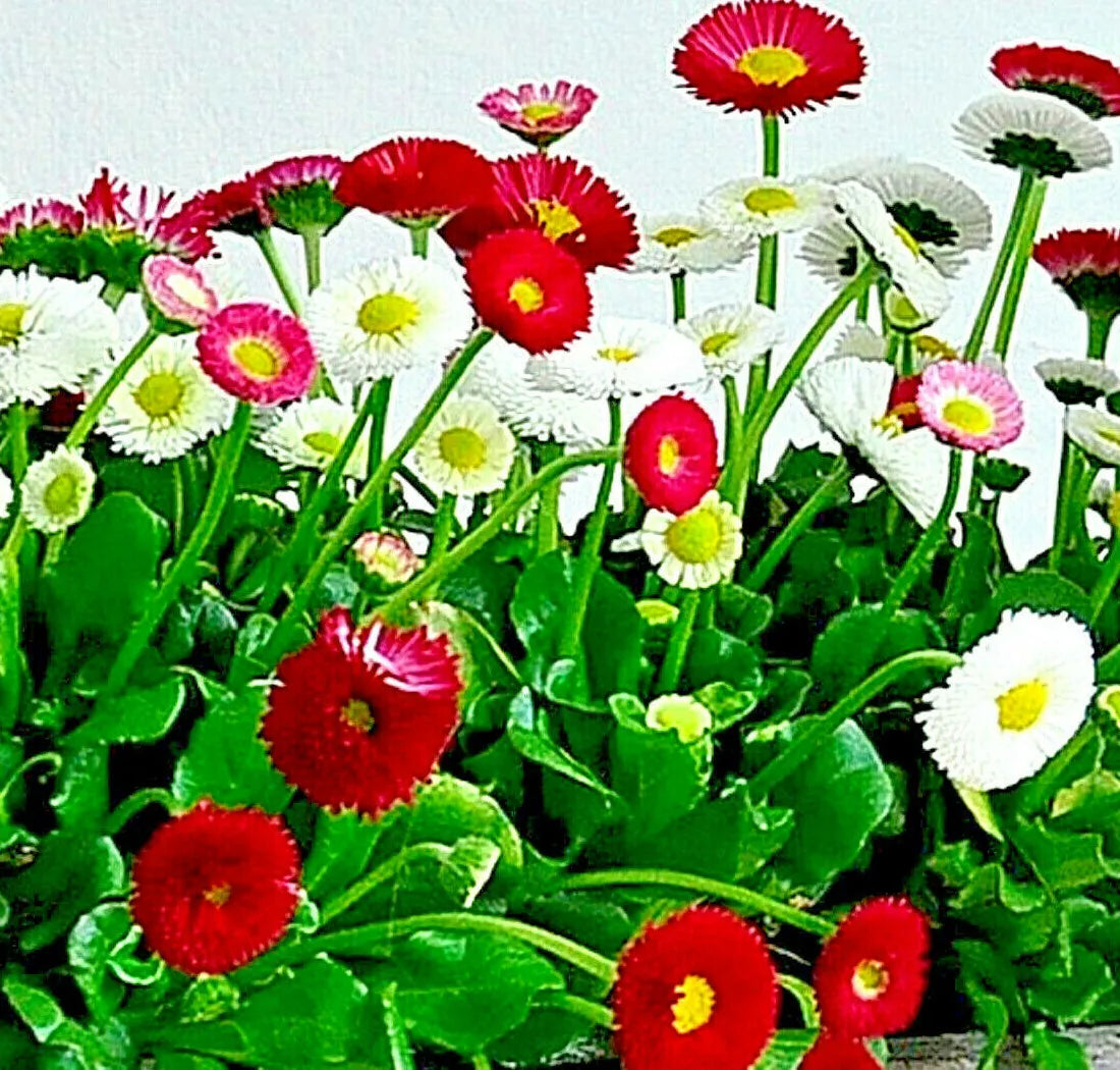 Bellis Perennis Flower Seeds | 200 Mixed English Daisy Seeds | Vibrant Blooms for Gardens, Borders & Containers