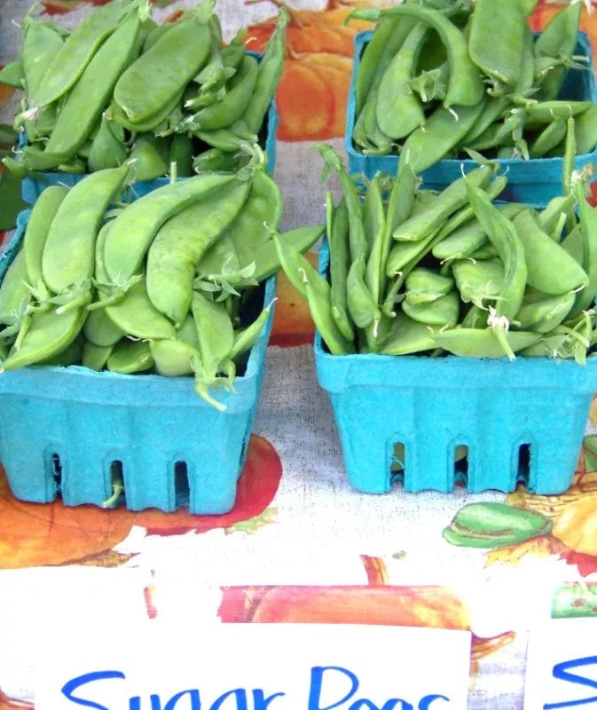 Oregon Sugar Pod Snow Pea Seeds - 100 Pack, Pisum sativum var. macrocarpon, Climbing Vegetable for Garden, Non-GMO, Easy to Grow