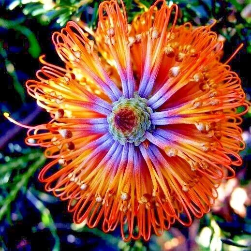 Banksia ericifolia "Little Eric" Tree Seeds | Rare Lantern Fireworks Variety | Native Australian Flowering Plant