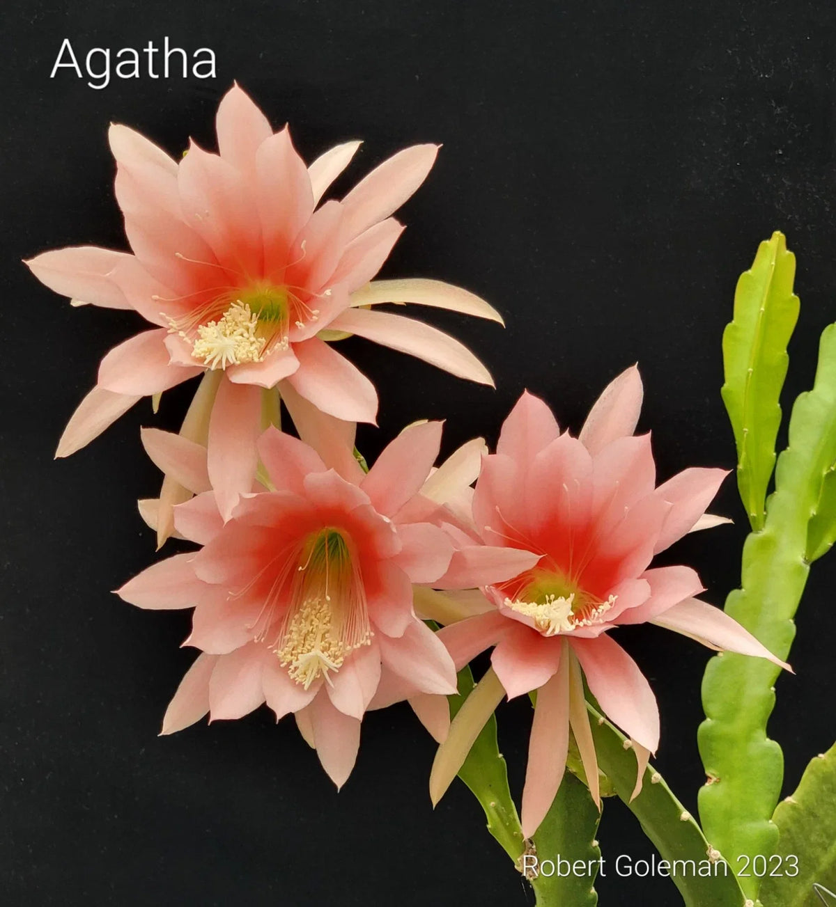 Epiphyllum 'Agatha' Unrooted Cutting - Rare Orchid Cactus with Pink-White Flowers - Easy Indoor Plant Propagation