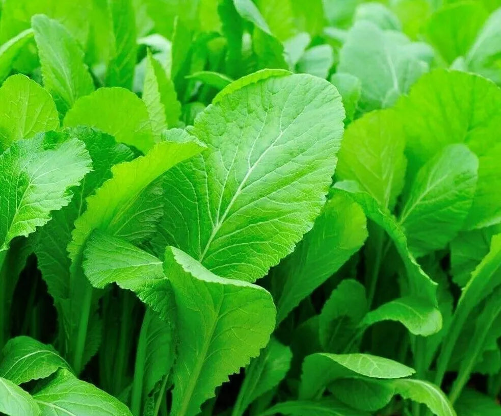 Mustard Seeds 500+ | Tendergreen Brassica juncea Leafy Greens for Salads & Gardens