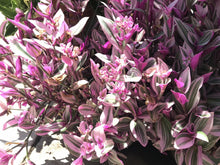 Tradescantia Nanouk Cuttings - Rare Pink Wandering Jew - 5 Healthy Plant Cuttings for Propagation