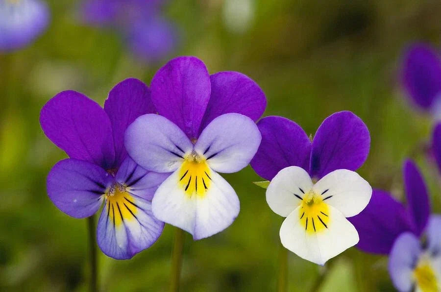Johnny Jump-Up Viola Tricolor Flower Seeds – Non-GMO, Vibrant Blooms for Garden & Containers, 340 Seeds