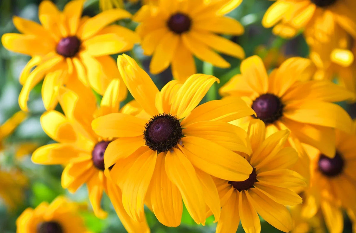Black Eyed Susan Seeds - Heirloom Non-GMO Rudbeckia hirta Perennial Flower Pack of 50
