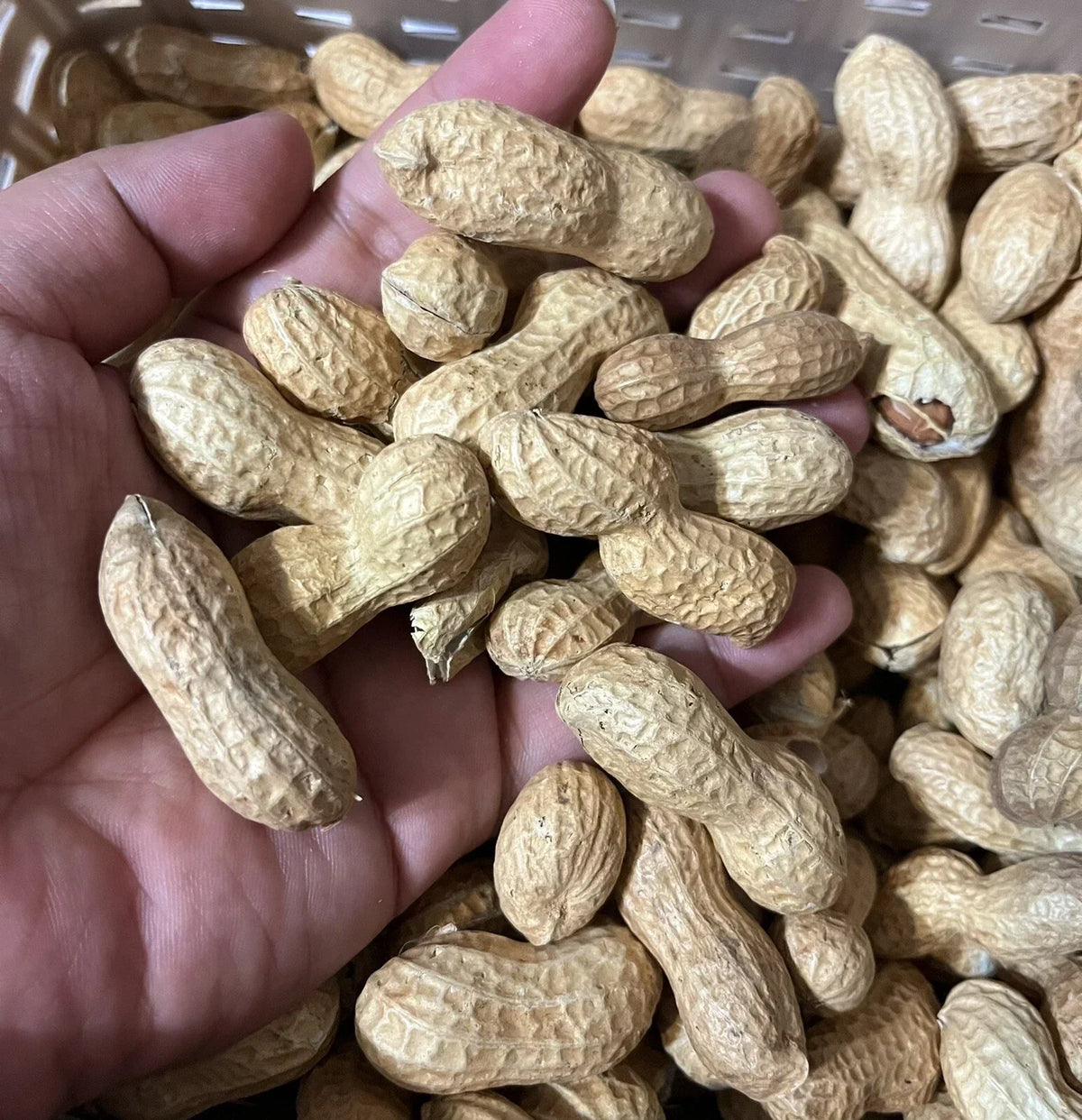 Virginia Jumbo Peanut Seeds - 35+ Heirloom Open Pollinated Arachis hypogaea