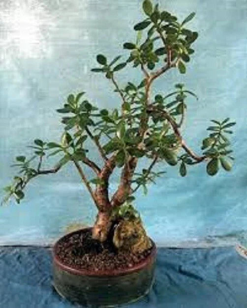 Live Succulent Jade Plant - Crassula Ovata 'Crobys' - Large Indoor Houseplant, 17-24 inches, Easy Care, Green Fleshy Leaves