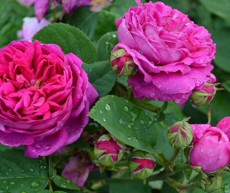 Scarlet Rose Bush Seeds - 100 Heirloom Seeds for Summer Blooming Flowers, Rosa spp.