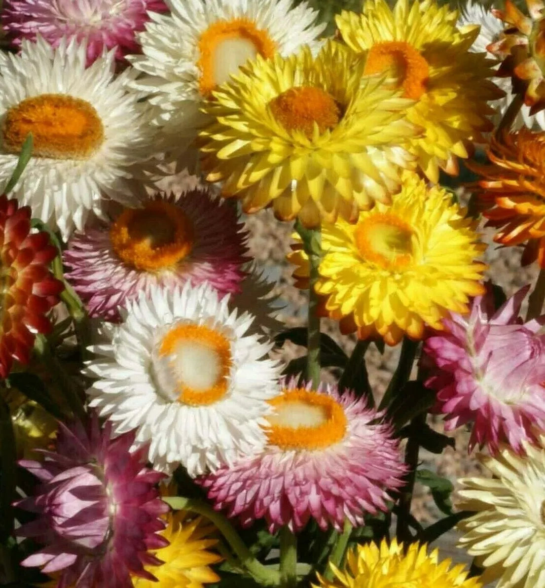Strawflower Seeds 500+ Helichrysum bracteatum Mixed Colors Drought-Tolerant Annual Flowers
