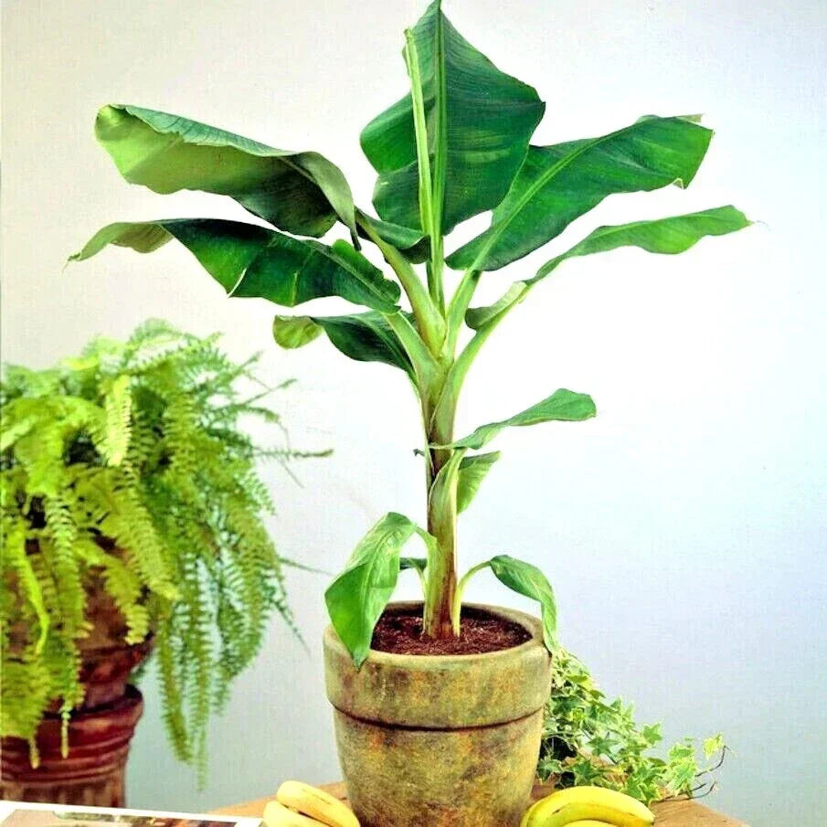 DWARF Cavendish Banana Tree Seeds - Musa acuminata - Hardy Tropical Fruit Plant - 20 Seeds