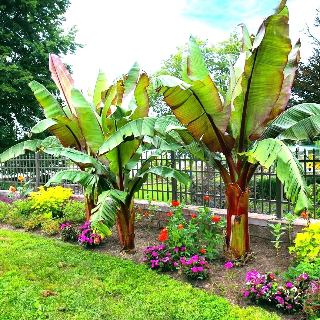 Red Abyssinian False Banana Plant Seeds - 5 Musa Ensete Ventricosum for Tropical Gardening & Collecting